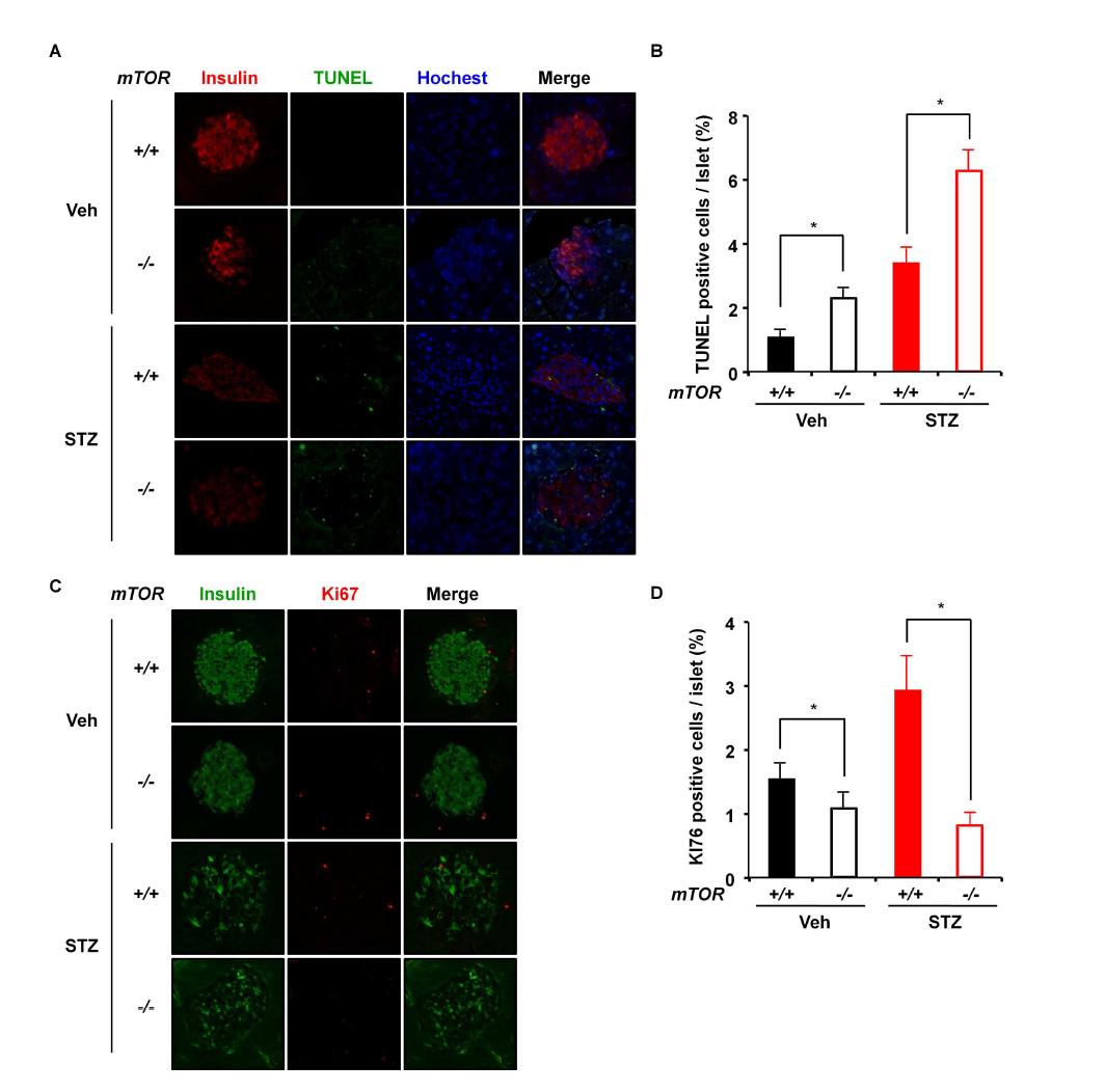 (A) TUNNEL assay에 의한 β 세포의 사멸측정, (B) streptozotocin 투여후 mTOR 유전자 결핍 마우스 에서 사멸하는 β 세포의 비중이 정상 마우스에 비해 더 높음, (C) Immunohistochemistry로 insulin 양성 세포와 Ki67 양성 세포를 확인함, (D) 정상형 마우스에서는 Ki67 양성인 재생 세포비율이 증가하나 mTOR 유전자 결핍 마우스에서는 β 세포의 재생력이 현격히 저하됨