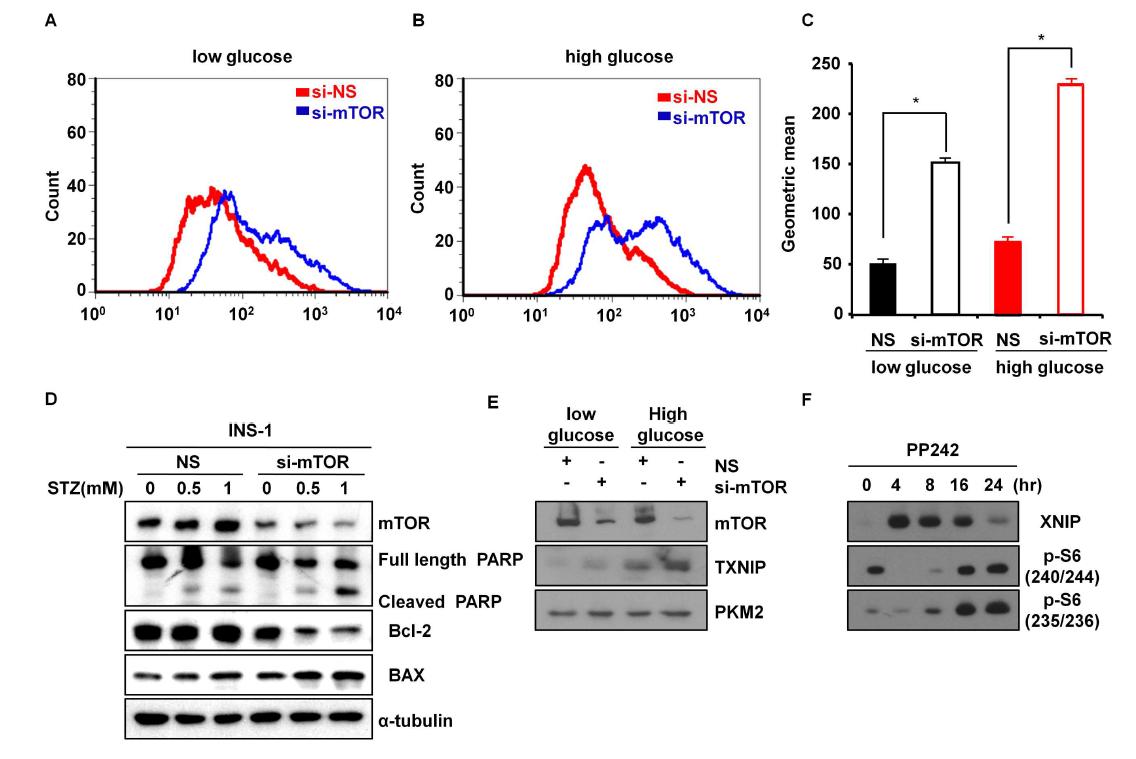 (A- C) 췌장 β 세포주에서 mTOR 결핍이 Reactive oxygen species 생성을 높임, (D) mTOR 발현 저해시 apoptosis marker 발현이 증가, (E) mTOR 발현 저해시 (F) 혹은 활성 저해시 TXNIP 발현이 증가함