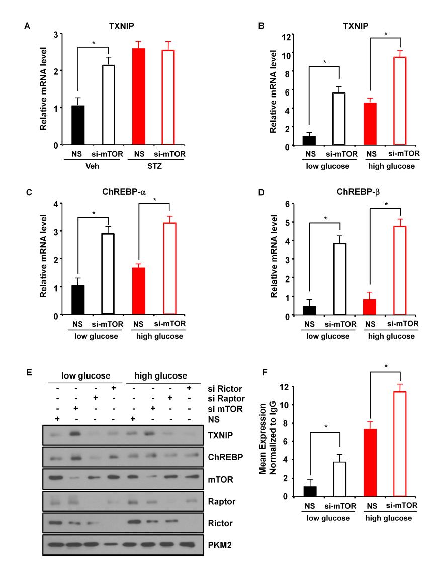 (A- D) mTOR 발현 저해시 TXNIP와의 ChREBP- α,β 발현 증가, (E) mTOR, raptor, rictor 각 발현 저해가 TXNIP 발현에 미치는 영향, (F) mTOR 발현 저해시 ChREBP가 TXNIP promoter에 binding 하는 비율이 높아짐