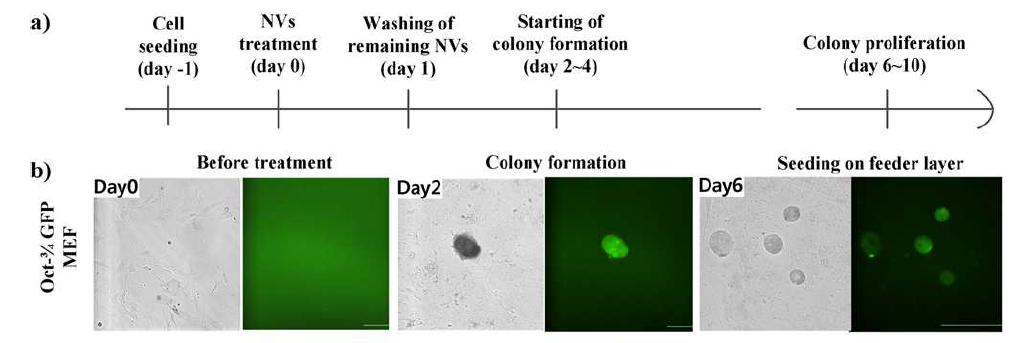 (a) 배아줄기세포로 역분화 과정의 순서도. 마우스 배아섬유아세포를 심고 역분화 군집이 나타날 때까지 배아줄기세포 유래 인공 소포(200 μg/ml)를 반복적으로 처리함. 형성된 군집을 증식에 적합한 배양보조세포층(feeder layer)에 심음. (b) 역분화 과정의 세포 사진. 날짜 별 세포 사진과 Oct3/ 4 GFP 형광 발현을 확인함. 순서대로 섬유아세포, 군집의 형성, 배양보조세포층에서 군집의 증식을 관찰함.