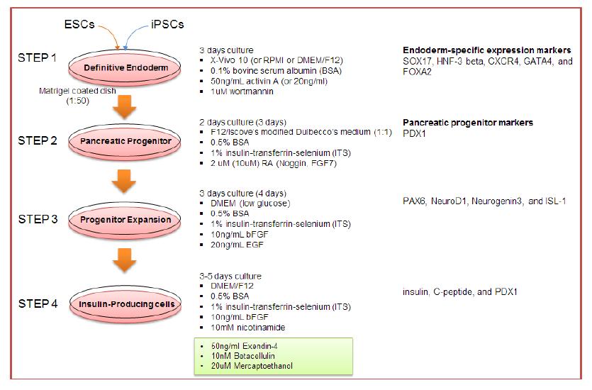인슐린분비세포로의 분화를 위한 역분화줄기세포 분화 조절 및 배양단계. STEP1부터 STEP4까지 총 4단계에 걸쳐 각 단계에 필요한 인자들을 처리해 주는 배양법.