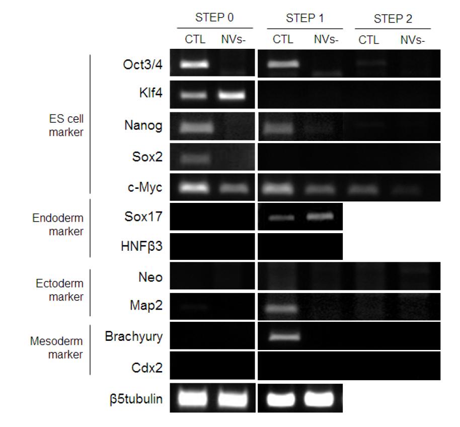 인공 소포에 의한 역분화줄기세포와 대조군 역분화줄기세포의 분화에 따른 주요 RNA 발현 양상 비교