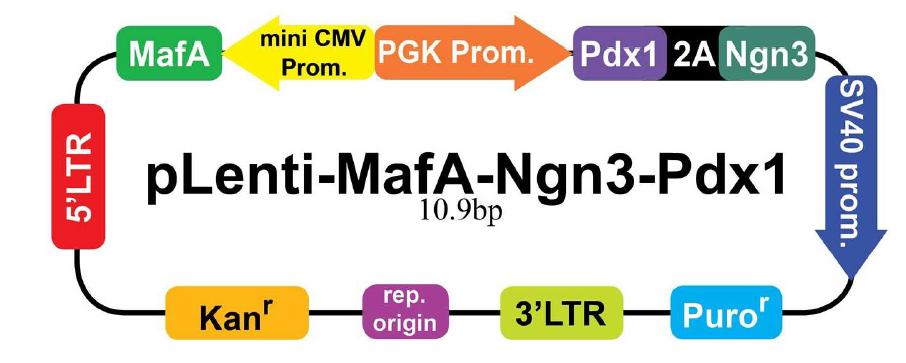 MafA, Ngn3, Pdx- 1 유전자가 들어 있는 lentiviral vector
