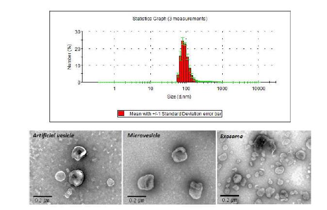 D3 배아 줄기세포를 이용하여 만든 인공소포의 DLS데이터(상) D3 배아 줄기세포를 이용하여 만든 인공소포의 TEM 이미지(하좌) 세포로부터 자연히 유래된 마이크로 소포(하중) 소포로부터 자연히 유래된 소포(하우)