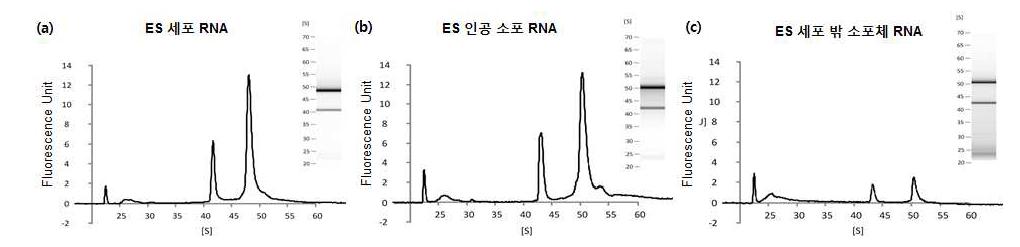 (a) 세포, (b) 만들어진 인공 소포와 (c) 세포 밖 소포의 RNA profile 그래프. Small non coding RNA(25-30 s)와 rRNA(43 s와 52 s)가 모두 발견 되었으나 인공 소포의 경우 세포 밖 소포보다 세포에 더 가까운 것을 확인함.