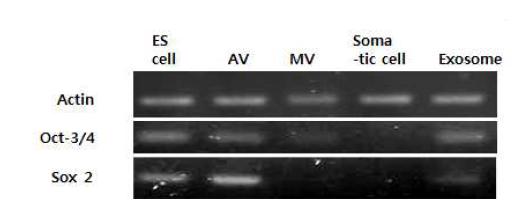 배아 줄기세포(ES cell), 인공소포 (AV), 자연 유래 세포 (MV, exosome)관련 인자 (Oct-3/4, Sox2)의 RT-PCR 분석 결과. 대조 군으로 유전자가 발현하지 않는 somatic cell을 사용함.