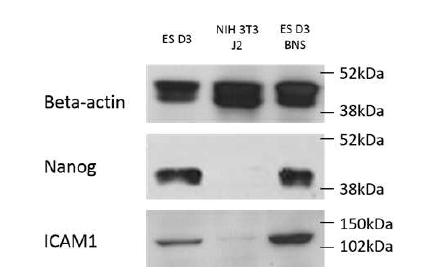 배아 줄기세포(ES D3), 체세포(NIH 3T3 J2), 줄기세포 유래 인공 소포의 western blot 결과