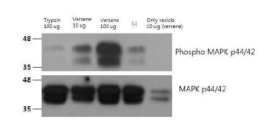 막 단백질이 보존되지 않은 인공 소포(trypsin 처리 그룹)과 막 단백질이 보존된 인공 소포(versene 처리 그룹)의 MAP kinase 인산화 정도 비교