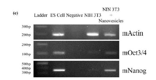 NIH-3T3에서는 발견되지 않는 배아 줄기세포 관련 인자가 배아 줄기세포 인공 소포를 처리한 NIH-3T3 세포에서 발견되는 것을 RT-PCR로 확인함
