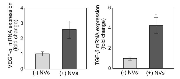배아줄기세포 유래 인공 소포를 처리하여 성장 인자 (VEGF-α와 TGF-β)의 mRNA 발현 정도 비교.