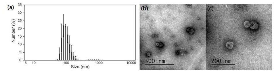 (a) 원심분리기 기반 소포 대량 생산 장치로 만들어진 인공 소포의 크기 분포도. 대략 100 nm 정도의 크기를 가짐. (b) 만들어진 인공 소포의 TEM 사진과 (c) 확대 사진.