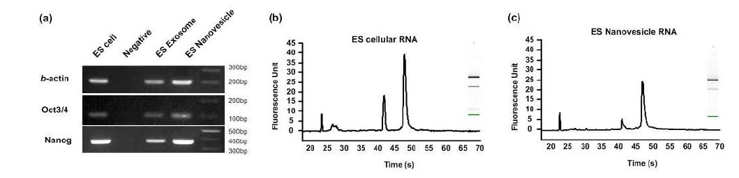 배아줄기세포 내 존재하는 주요 표시 인자인 Oct3/4 와 Nanog의 존재를 (a) Reverse transcription-PCR을 통해 확인함. (b) 세포, (c) 만들어진 인공 소포의 RNA profile 그래프. Small non coding RNA(25-30 s)와 rRNA(43 s와 52 s)가 모두 발견 되었으며, profile이 비슷한 것을 알 수 있음.