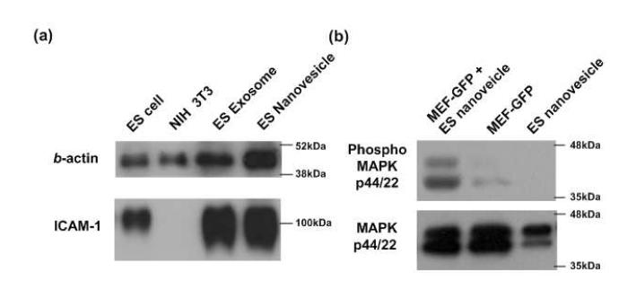 배아줄기세포 내 존재하는 막 단백질인 (a) ICAM-1의 존재와 (b) 인공 소포를 배아섬유아세포에 처리했을 때 막 단백질에 의한 MAPK 신호 수용체에 강한 인산화 반응(phosphorylation)이 일어남을 보여주는 western blotting 결과.