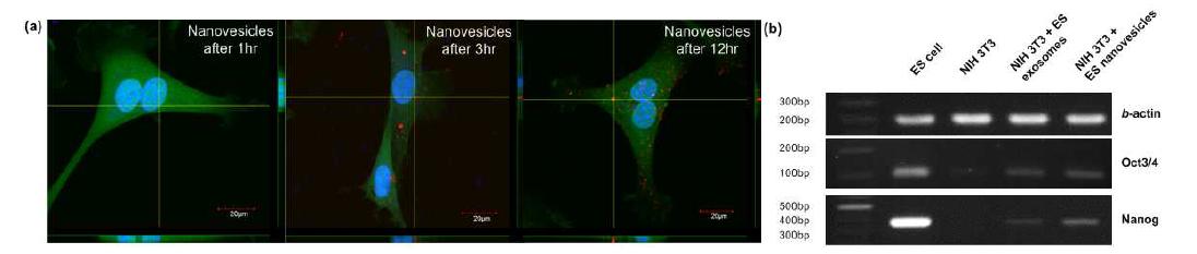 (a) 인공 소포의 처리시간에 따른 공초점 현미경 사진가 (b) 인공 소포가 처리된 NIH 3T3 세포를 Reverse transcription-PCR을 통해 배아줄기세포의 주요 표시 인자인 Oct3/4와 Nanog가 전달된 것을 확인함.