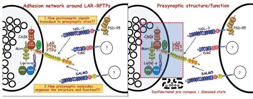 LAR-RPTP 단백질과 리간드 단백질들간의 시냅스 접착. 전시냅스에 존재하는 LAR-RPTP 단백질은 liprin-α, Trio, CASK와 같은 전시냅스 scaffold 단백질과 물리적으로 결합하는 것이 잘 알려져 있으나 전시냅스의 신호전달에서의 역할에 대해서는 선행된 연구가 전무함. 또한 후시냅스에 존재하는 NGL-3, TrkC, SALM5와 직접 결합하여 다양한 신호전달을 매개할 것으로 예상됨