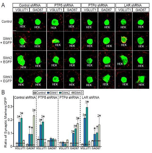 LAR, PTPδ, PTPσ 단백질이 heterologous synapse-formation assay에서 특정 시냅스 형태를 유도함을 증명함