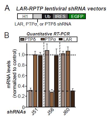 LAR, PTPσ, PTPδ knockdown vector design 및 quantitative RT-PCR 분석: 각각의 LAR-RPTP mRNA가 효율적으로 knockdown됨을 확인