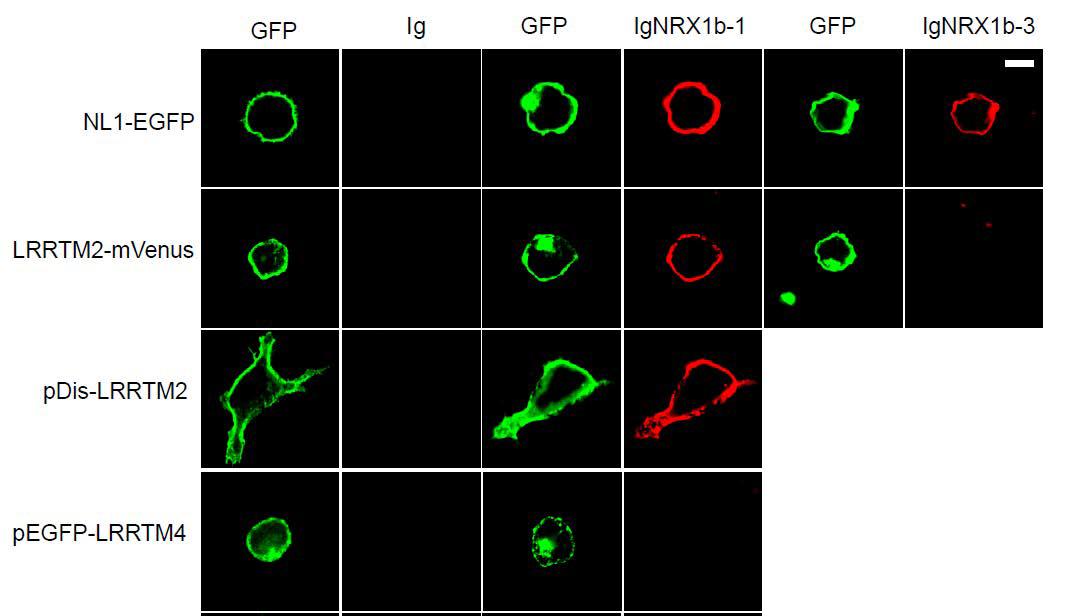 Neurexin 단백질은 neuroligin-1 (NL1), LRRTM2 단백질과 alternative splicing status에 의존하여 결합함. 반면, LRRTM4 단백질은 neurexin 단백질과 결합하지 않음