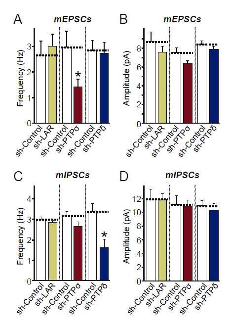LAR/PTPσ/PTPδ single KD된 신경세포에서 흥분성 시냅스 혹은 억제성 시냅스의 신경전달이 선택적으로 영향을 받음