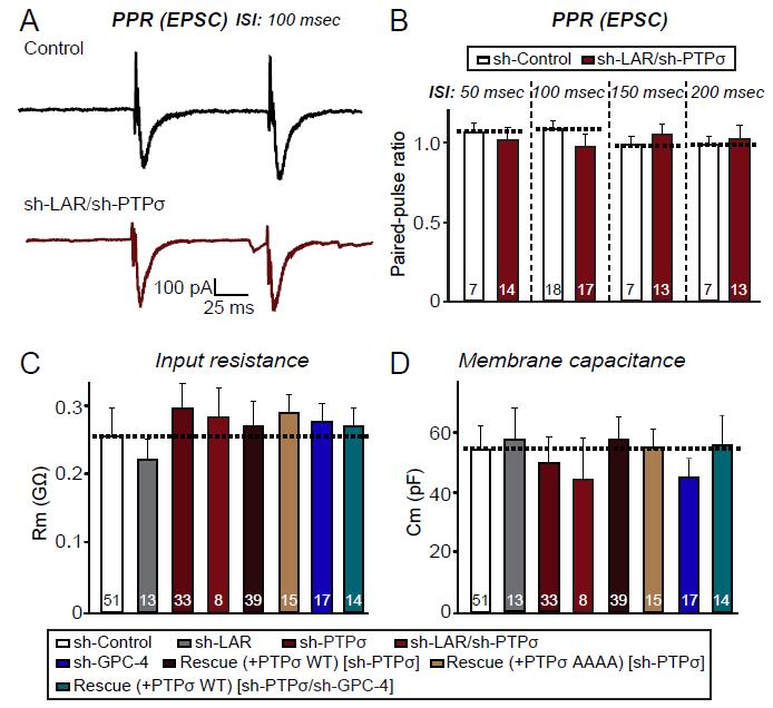 LAR/PTPσ 단백질은 흥분성 시냅스의 neurotransmitter release에는 관여하지 않음