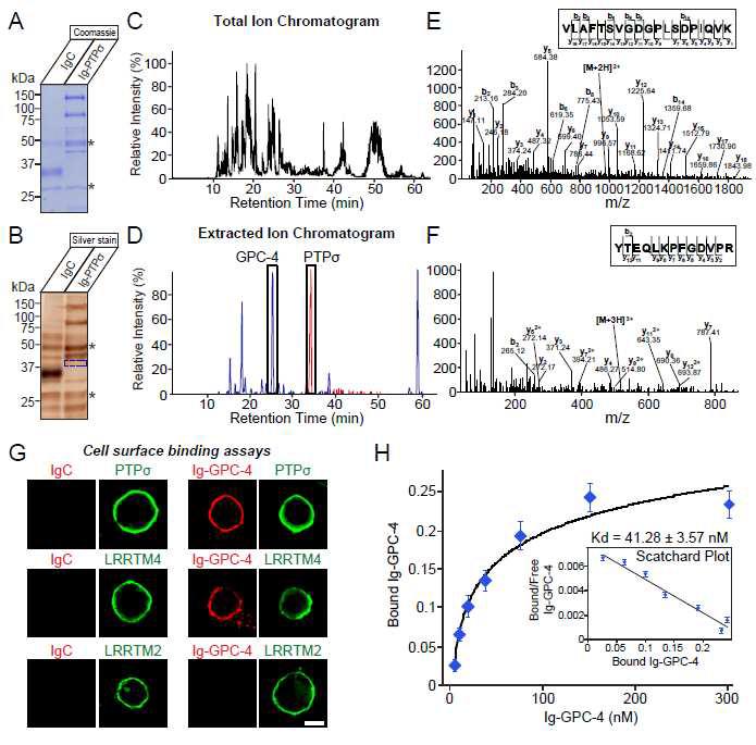 glypican-4: PTPσ 단백질의 새로운 ligand 단백질