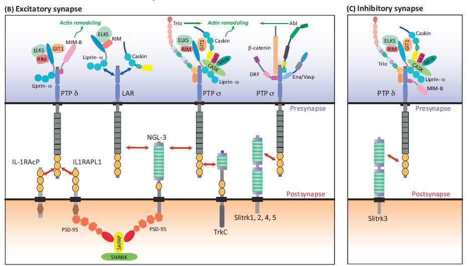 LAR-RPTP 단백질의 세포 안쪽으로 다양한 scaffold 단백질과 상호작용하고 있음. 세포 바깥쪽으로는 다양한 postsynaptic ligand 단백질과 상호작용하여 흥분성 및 억제성 시냅스 발달에 기여하고 있음.