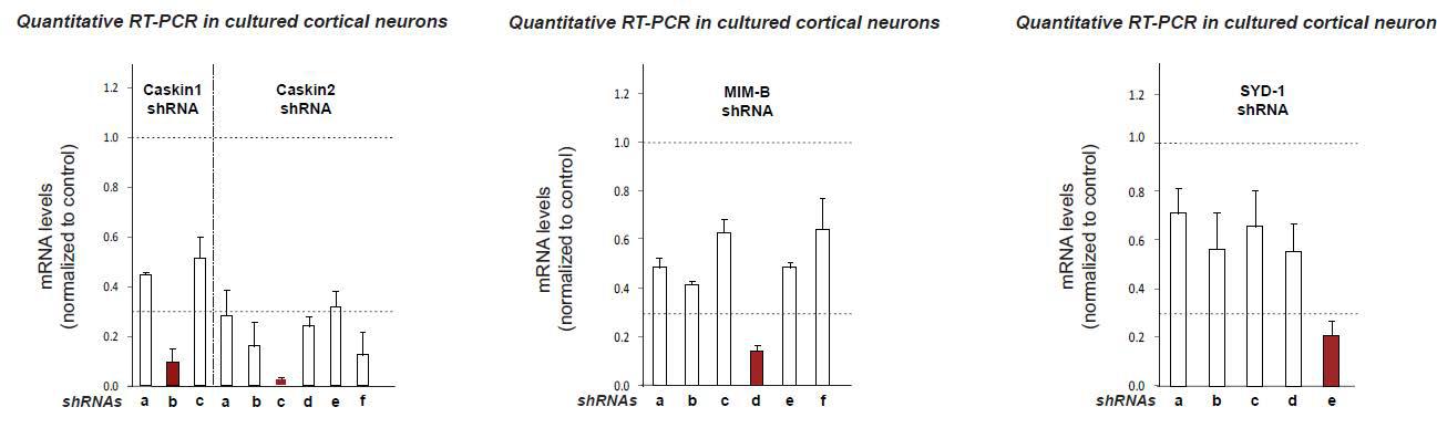 LAR-RPTP 단백질과 결합하는 주요 단백질의 shRNA 벡터 제작 및 qRT-PCR을 통한 potency screening.