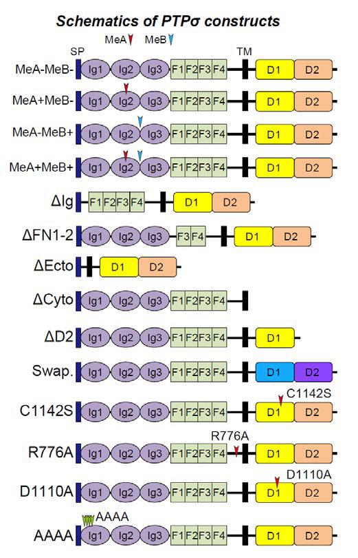 PTPσ 단백질의 다양한 deletion constructs 및 point mutants 제작. 특정 구조 도메인과의 단백질 결합 및 tyrosine phosphorylation, proteolytic cleavage 및 heparan sulfate binding 등의 중요성을 artificial synapse-formation assay, neuron transfection assay 등 다양한 기능 assay에서 활용할 수 있음. 또한 세포 표면에 발현하는지 여부도 HA-epitope로 쉽게 감식할 수 있음.