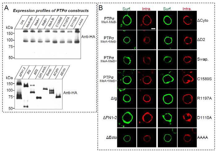 PTPσ 단백질의 다양한 deletion constructs 및 point mutants의 단백질 발현 및 세포 표면으로의 targeting 분석