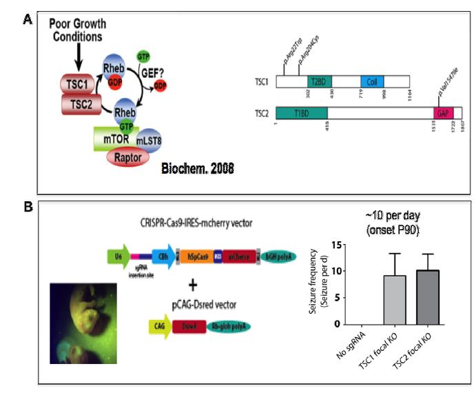 mTOR mutation negative FCD 환자에서 TSC1, TSC2 뇌 체성 유전변이가 있음을 확인하고 이를 CRISPR genome editing을 이용한 마우스 모델에서 인과관계를 증명함