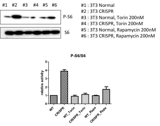 CRISPR/Cas9 system을 이용하여 NIH3T3 cell에 mTOR C1483Y 유전 변이를 도입한 세포에서 mTOR 활성이 증가됨을 보여주는 western blot. mTOR 과활성화는 Torin, rapamycin과 같은 mTOR inhibitor들에 의해 억제됨이 관찰됨.