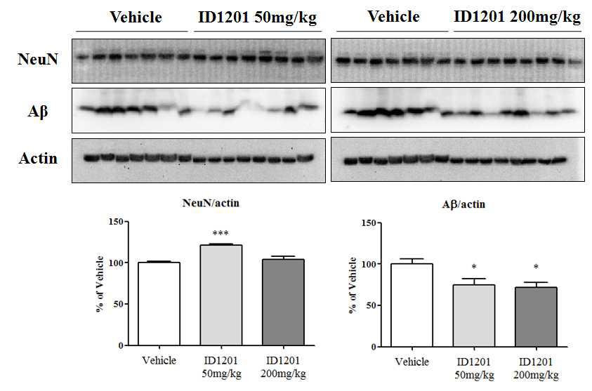 5X FAD mice의 뇌 조직에서 ID1201 투여에 의한 NeuN 발현 증가 및 Aβ 발현 감소