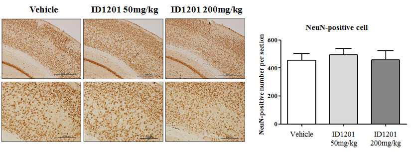 5X FAD mice의 뇌 조직(대뇌 피질 부위)에서 ID1201 투여에 의한 NeuN 발현 증가
