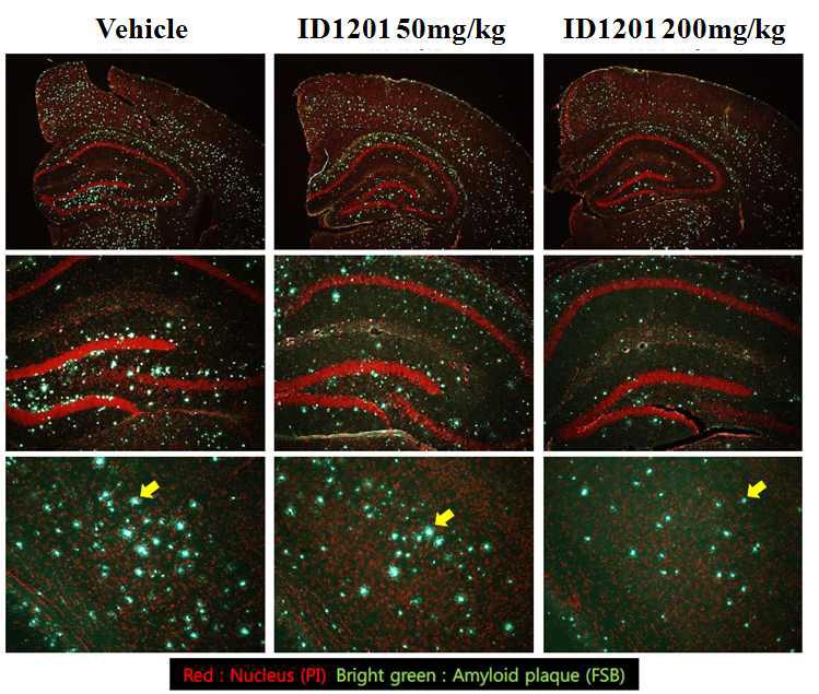 5X FAD mice에서 ID1201 투여에 의한 amyloid plaques 감소