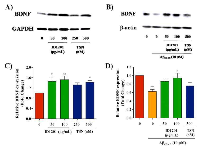 Aβ 처리한 신경세포주에서 ID1201 또는 toosendanin(TSN) 처리에 의한BDNF 발현 촉진