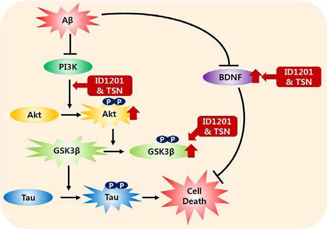Aβ 독성에 대한 ID1201 및 toosendanin의 신경세포 보호 작용기전