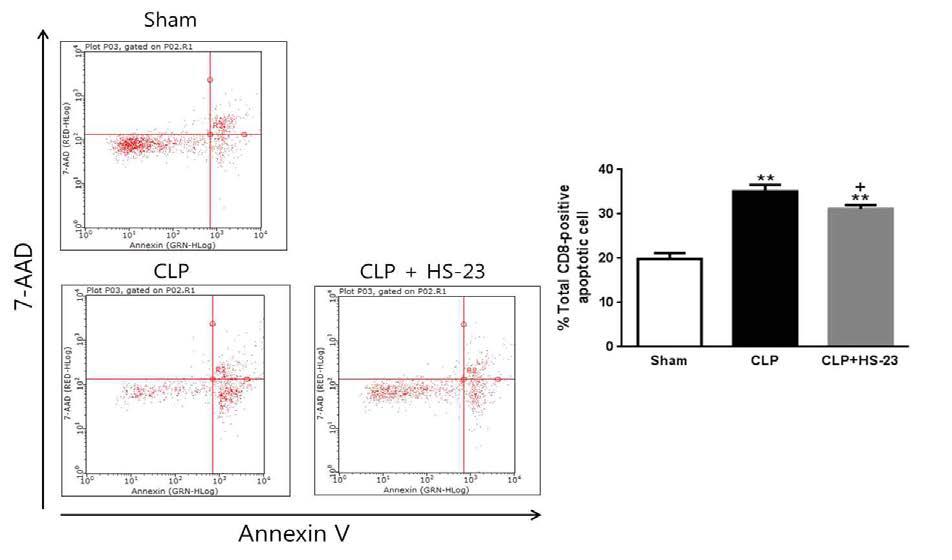 Effect of HS-23 on apoptosis of CD8+ T lymphocytes in spleen