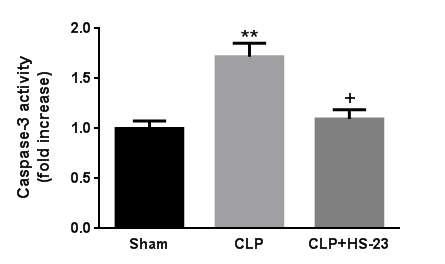 Effect of HS-23 on caspase-3 activity in spleen