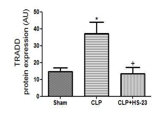 Effect of HS-23 on TRADD protein expression in spleen