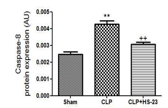 Effect of HS-23 on caspase-8 protein expression in spleen