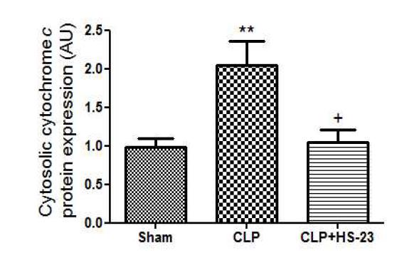 Effect of HS-23 on cytochrome c protein expression in spleen