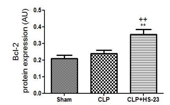 Effect of HS-23 on Bcl-2 protein expression in spleen