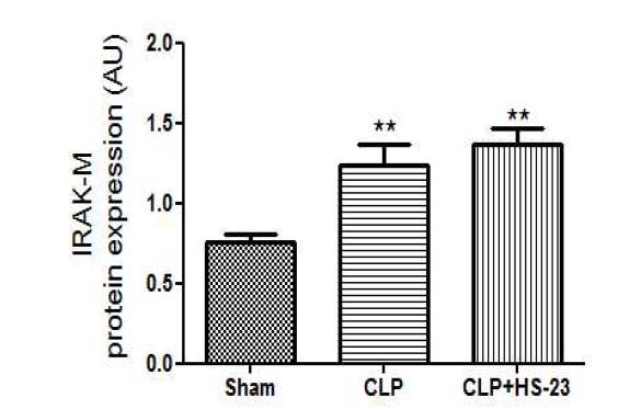 Effect of HS-23 on IRAK-M protein expression in liver