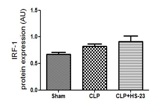 Effect of HS-23 on IRF-1 protein expression in liver