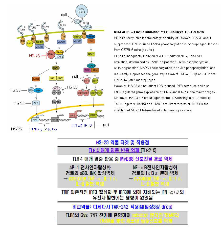 약물후보물질(HS-23)의 패혈증 치료기전 연구