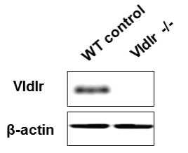 Western blot to examine Vldlr expression in Vldlr -/- retina