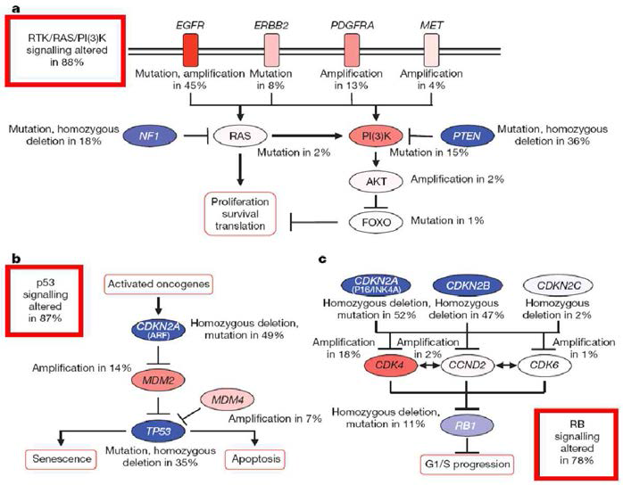 206명의 환자로부터 유래된 뇌종양 조직을 이용하여 종합적인 유전체 변이를 분석한 결과, 뇌종양환자의 88%에서 RTK/RAS/PI3K 신호기전체계의 이상, 87%의 환자에서 p53 관련신호 기전의 이상, 78%의 환자에서 RB 관련신호기전의 이상이 나타나는 것으로 확인됨 으로써 이들 신호전달체계 의 이상이 뇌종양 형성과 밀접한 상관관계가 있는 것 으로 제시됨