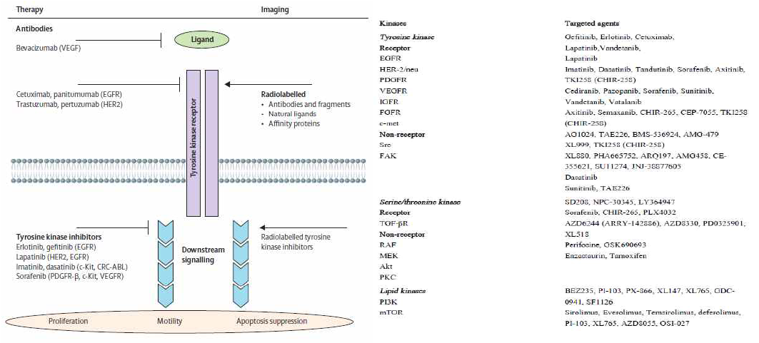악성신경교종을 비롯한 다양한 종양에서 RTK신호를 선택적으로 막는 다양한 억제제 개발 현황