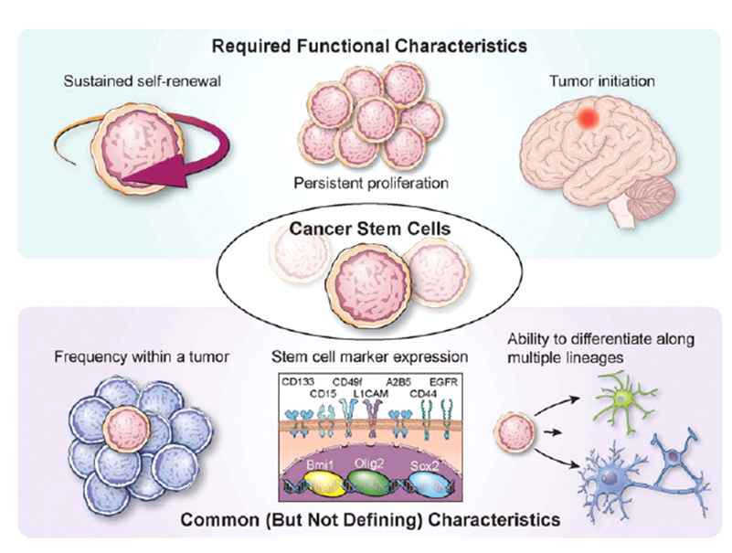 암줄기세포의 세포적 특성을 보여주는 그림으로 암줄기 세포는 소수로 존재하며 암을 유발할 수 있고, 자가 증식을 통해 암줄기세포 집단을 유지하며, 정상줄기세포와 유사한 줄기세포마커를 발현하고 다양한 종류의 세포로 분화할 수 있어, 악성신경 교종의 다형성을 부여할 수 있음