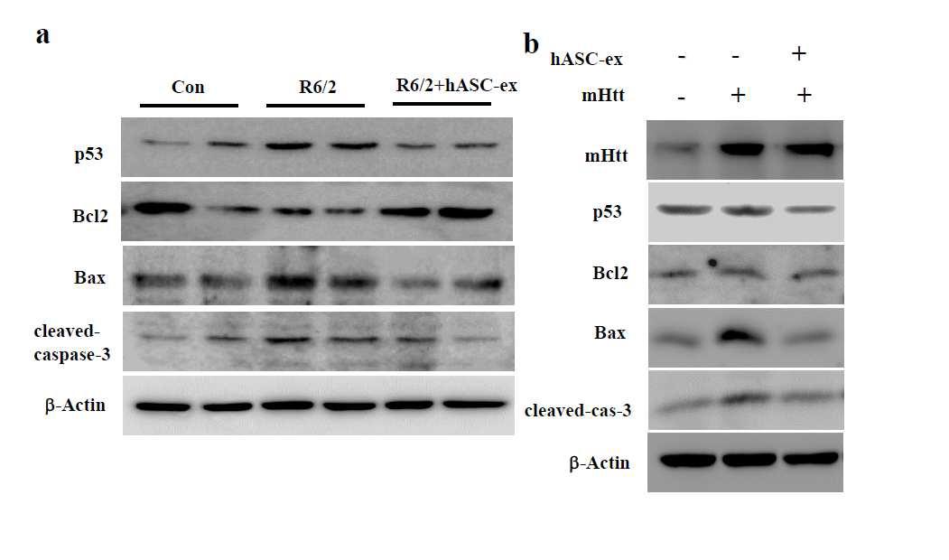 The hASC extract modulate pro- and anti-apoptotic proteins in vitro and in vivo